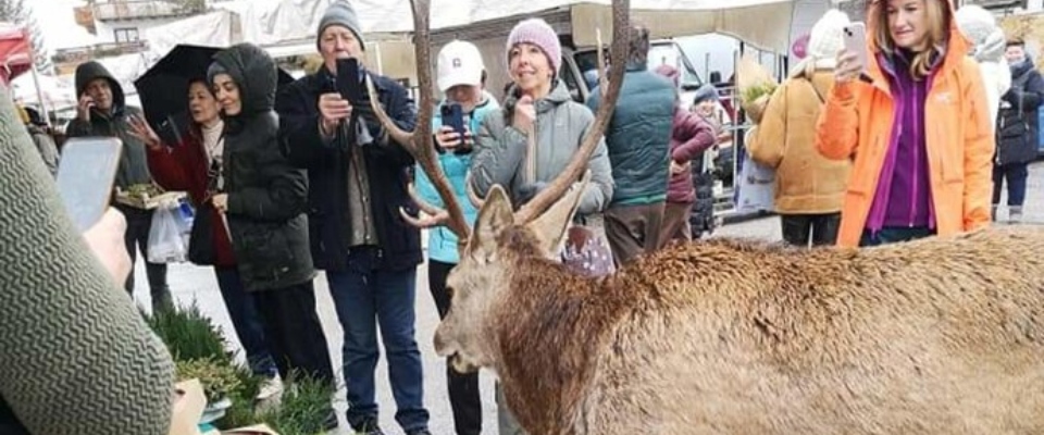 Niente più selfie con i turisti per il cervo Isaia che scorrazzava per Cortina. È stato riportato nei boschi