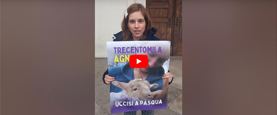 Blitz degli animalisti nelle chiese italiane per fermare “il massacro degli agnelli a Pasqua” (video)