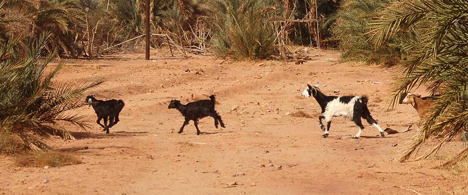 Eolie, scoppia la guerra delle capre: sono troppe, vanno trasferite. Gli animalisti: “No, è violenza”