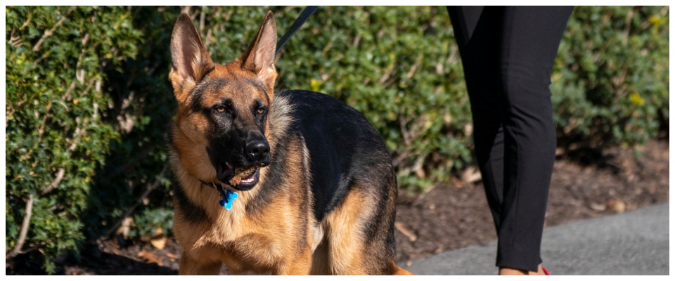 Il cane di Joe Biden, Commander, ha morso gli agenti del Secret Service almeno 30 volte