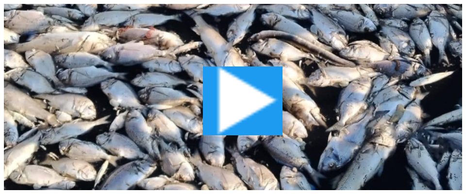 Laguna rosso sangue a Orbetello per la strage di pesci: raccolti finora cento quintali (video)