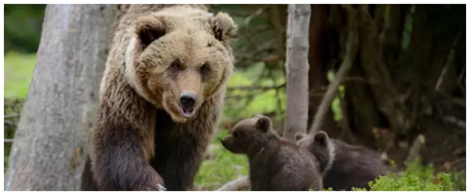 Uccise l’orsa Amarena in Abruzzo, gli inquirenti: “Voleva far fuori anche i due cuccioli”