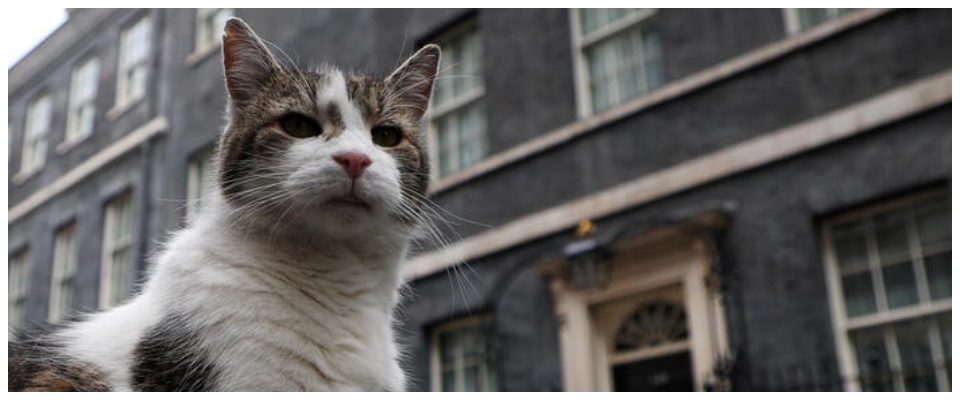 Ubriachi? Si può votare: le strane regole della Gran Bretagna mentre il gatto Larry attende il nuovo inquilino