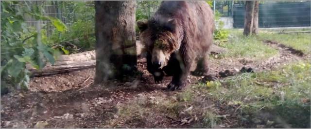 turista aggredito da orso