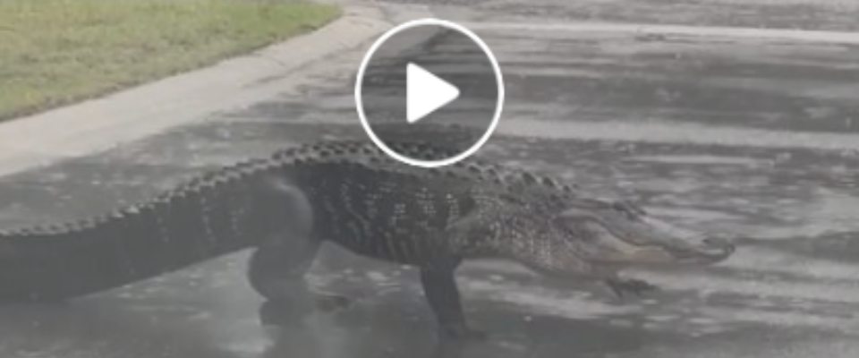 Alligatore di due metri attraversa la strada in Sud Carolina: è l’effetto dell’uragano Debby (video)