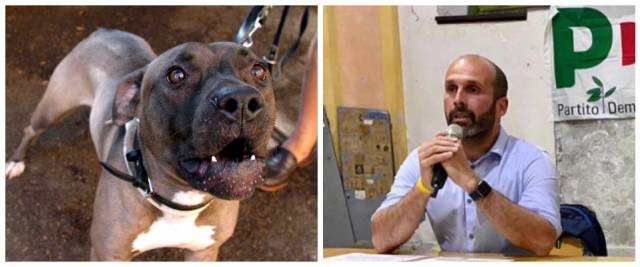 sindaco Ivrea pitbull