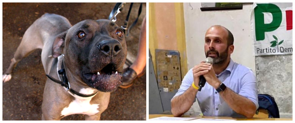 Il sindaco di Ivrea rischia di venire sbranato da due pitbull: “Ho chiesto aiuto, ma nessuno mi ha sentito”