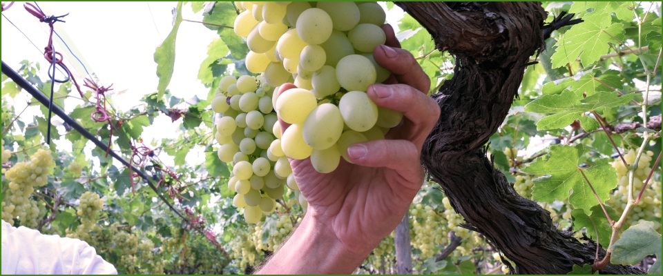 Vino, l’Italia torna primo produttore al mondo grazie a qualità di prodotto e lavoro. Francia battuta e clima ostile contenuto