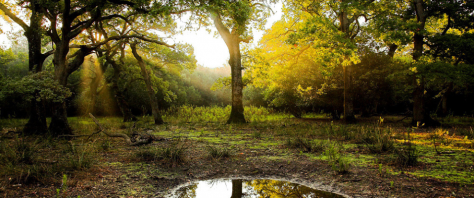 BIODIVERSITà