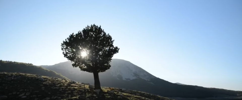 La giornata nazionale dell’albero: un’occasione per riflettere sul futuro delle città