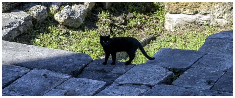 “Mi fa un baffo il gatto nero”: a Roma il primo festival al mondo contro le superstizioni sugli animali