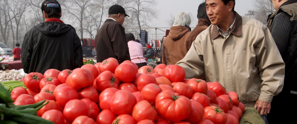 Venduti come San Marzano o peperoncino calabrese, ma i semi erano cinesi: sequestro da 263 tonnellate a Piacenza