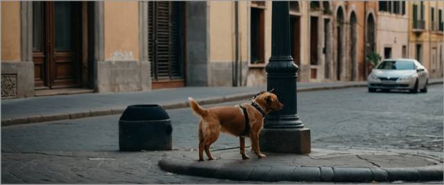 cane falce Caltanissetta