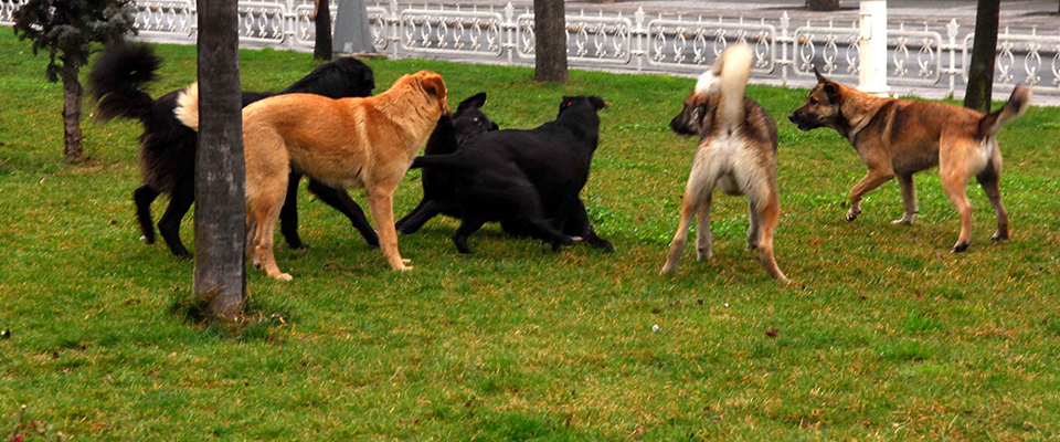 Latina, donna nigeriana sbranata da un branco di cani nel giardino di un amico in piena notte