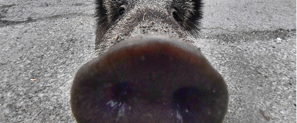 Lo multano, taglia la testa a un cinghiale e la porta davanti al Municipio: la “vendetta” di un padovano