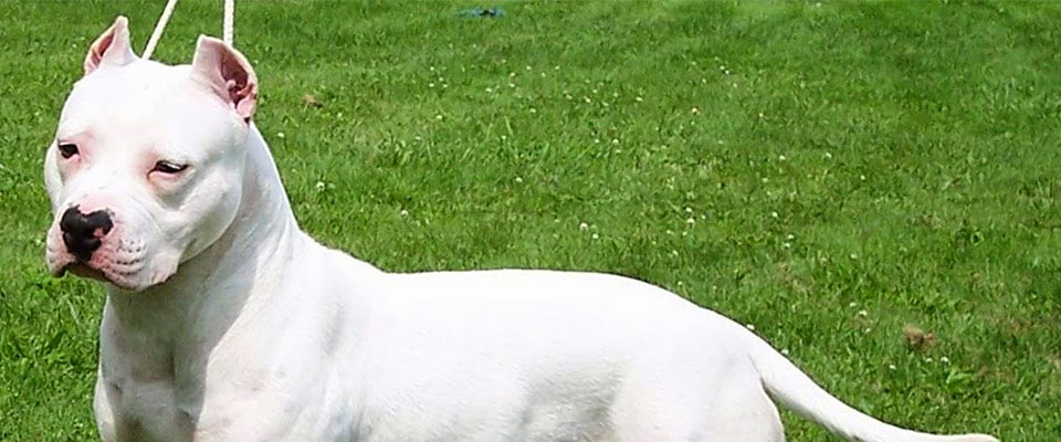 Un patentino per i cani “pericolosi”: cosa prevede la legge proposta dalla Lega in Lombardia